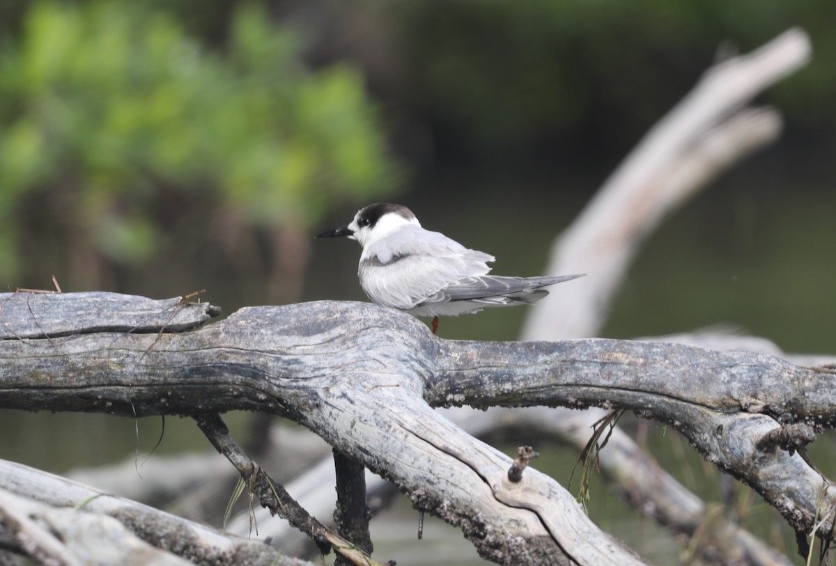 Common Tern - "Chia" Cory Chiappone ⚡️