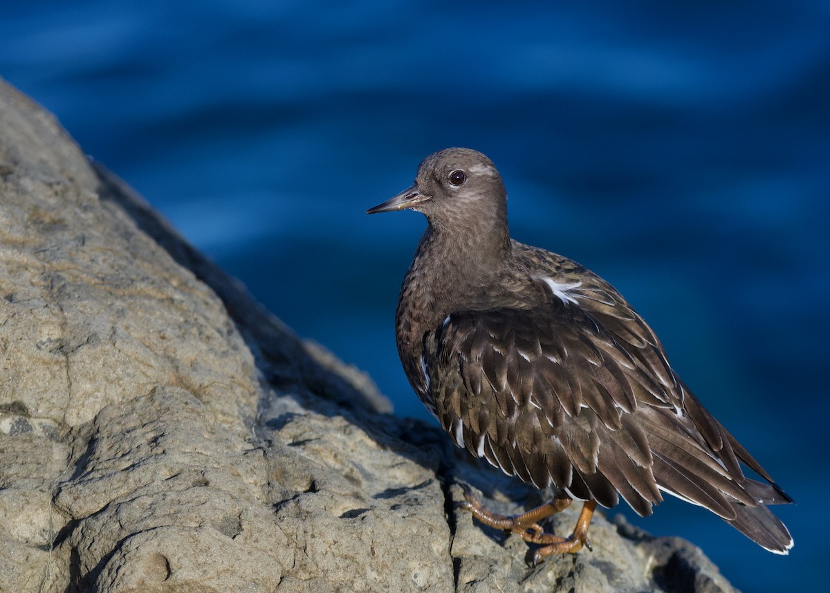 Black Turnstone - ML612685766