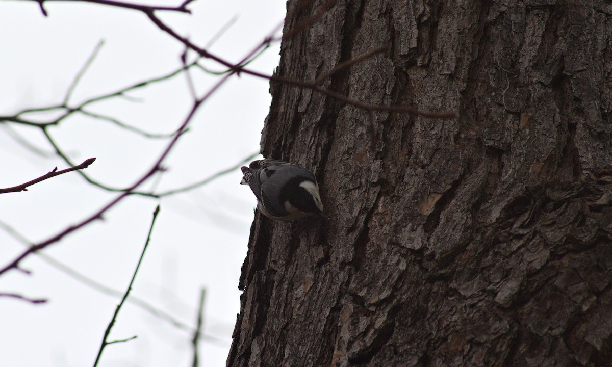 White-breasted Nuthatch - ML612685796