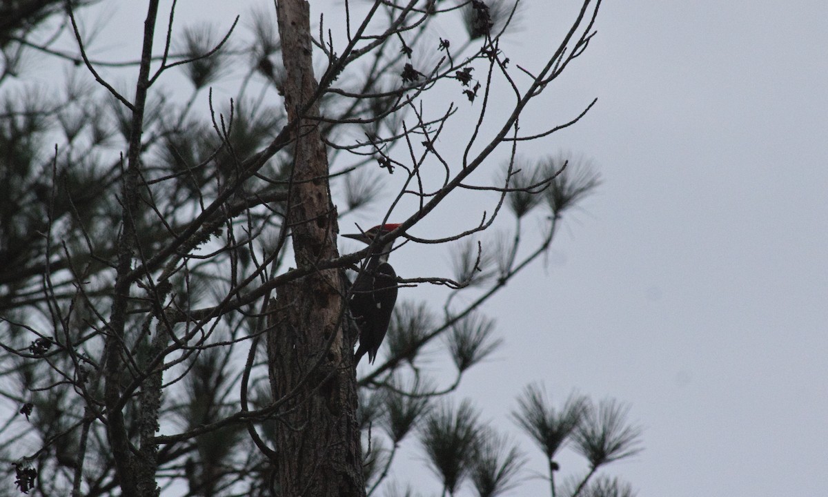 Pileated Woodpecker - ML612685798