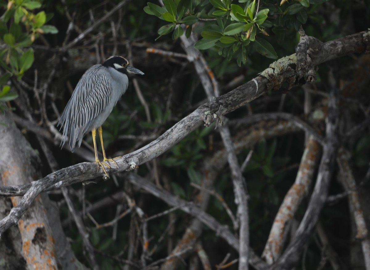 Yellow-crowned Night Heron - ML612685812