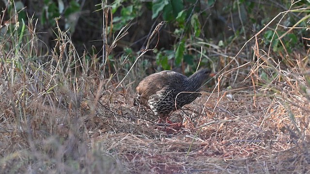 Francolin de Hildebrandt - ML612685822