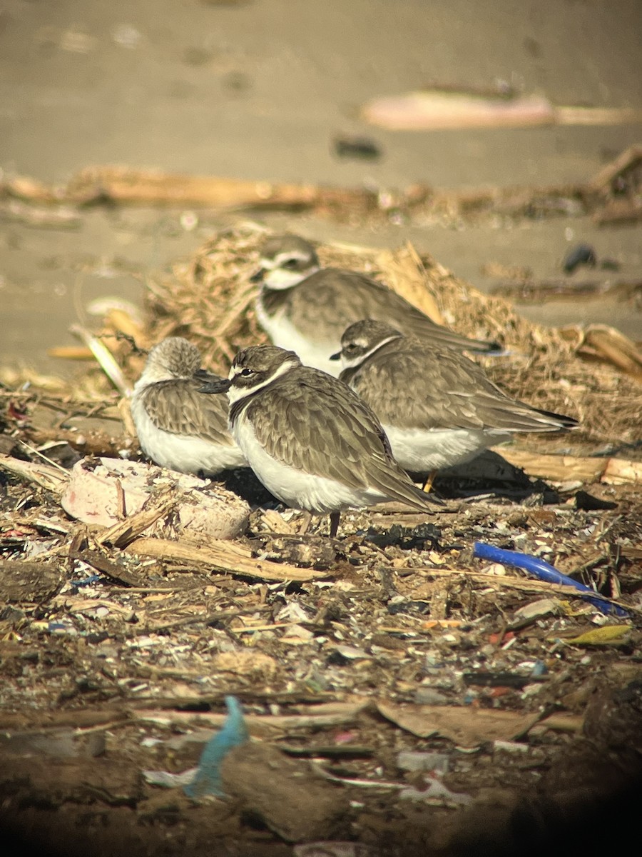 Wilson's Plover - Richard Gibbons