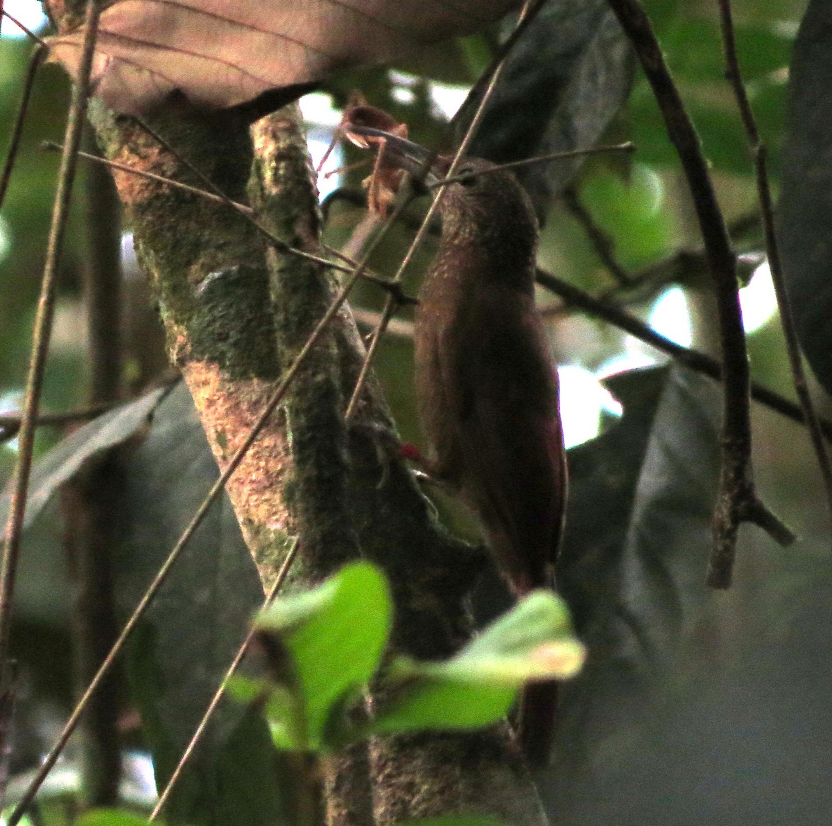 Elegant Woodcreeper - ML612685836