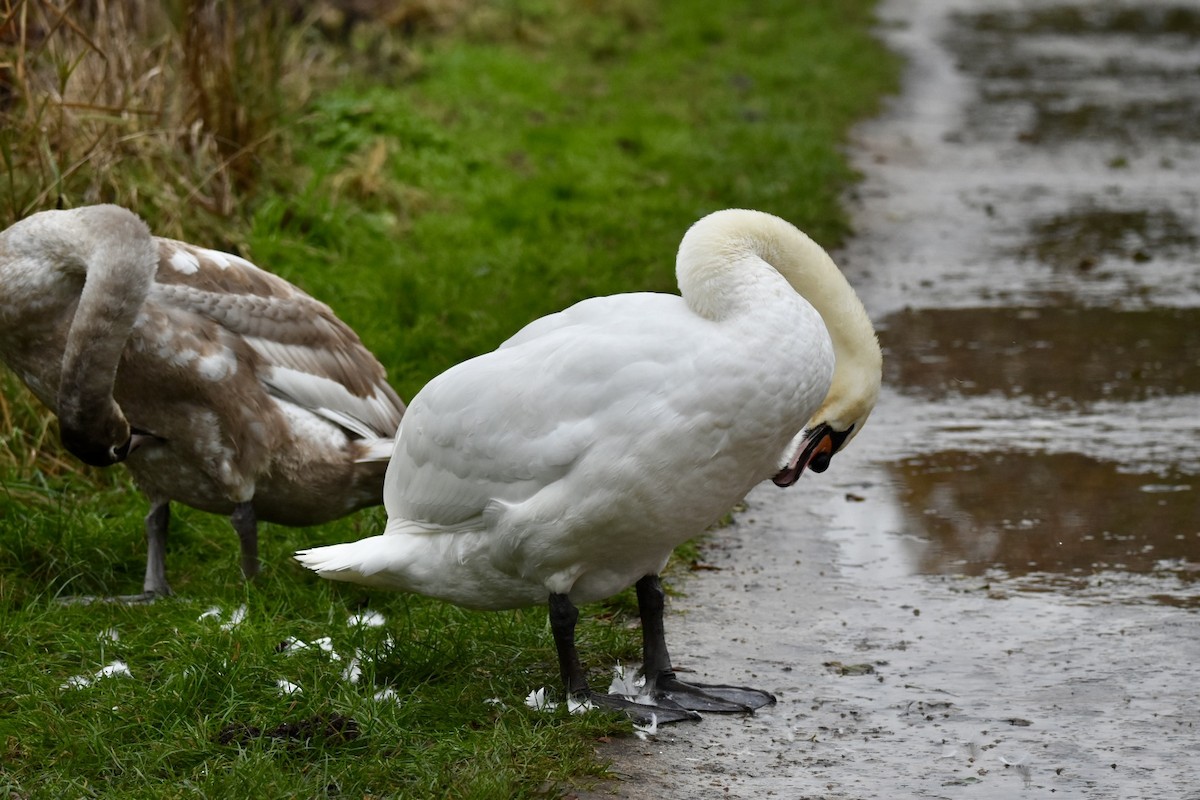 Höckerschwan - ML612685838