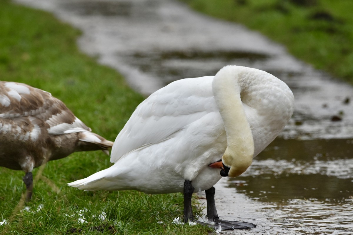 Mute Swan - ML612685839