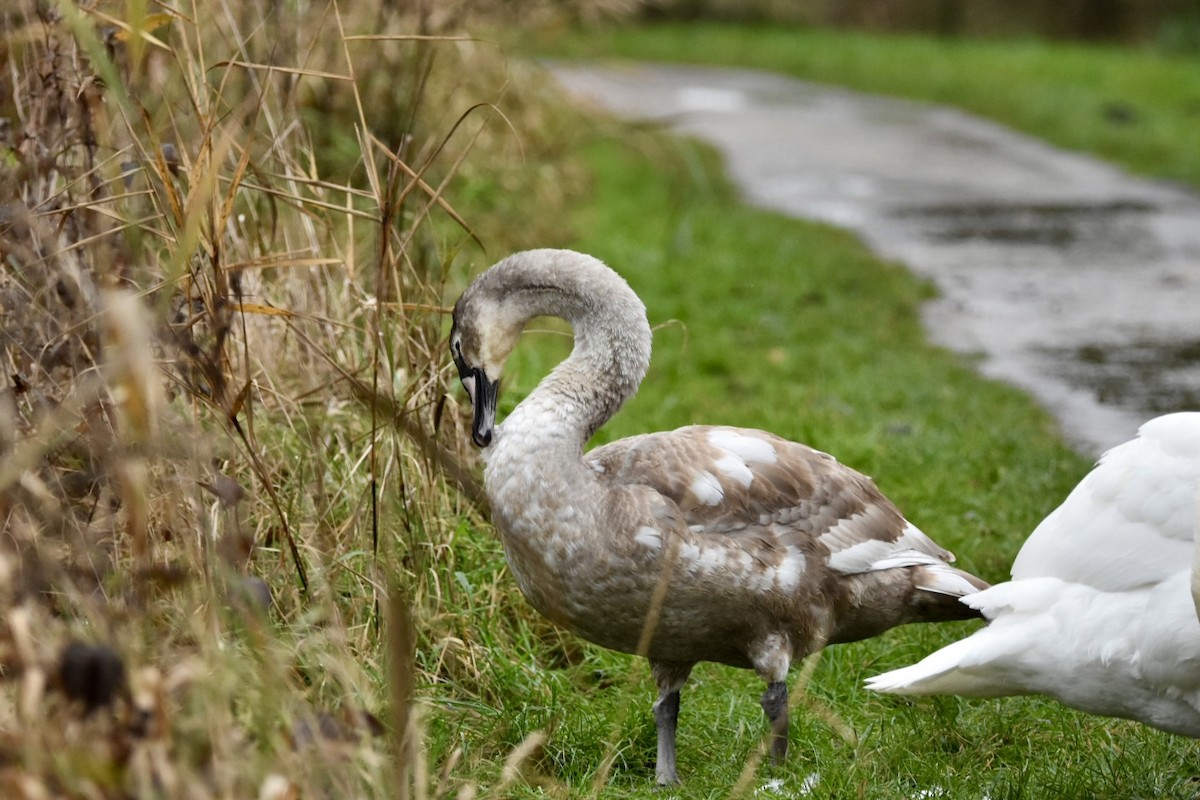 Cygne tuberculé - ML612685840