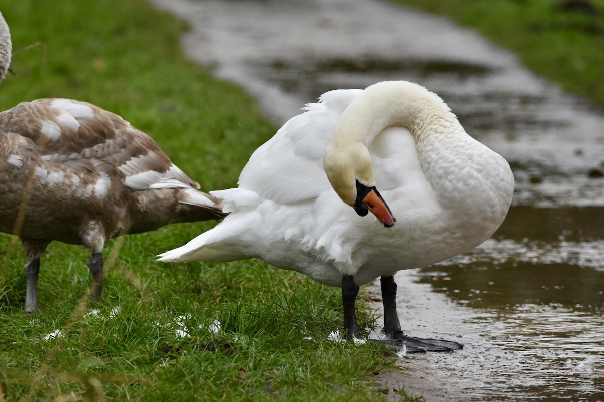 Mute Swan - ML612685841