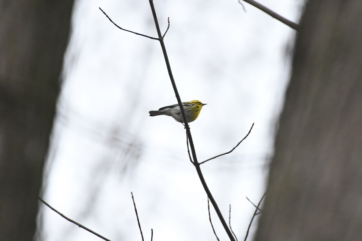 Townsend's Warbler - ML612685907