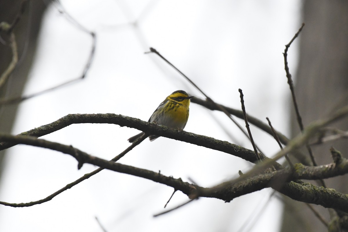 Townsend's Warbler - ML612685909