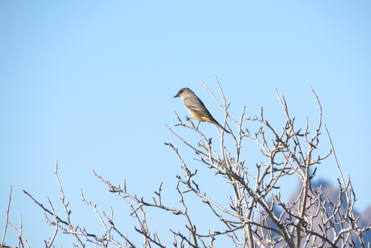 Say's Phoebe - Diana Figueroa Egurrola