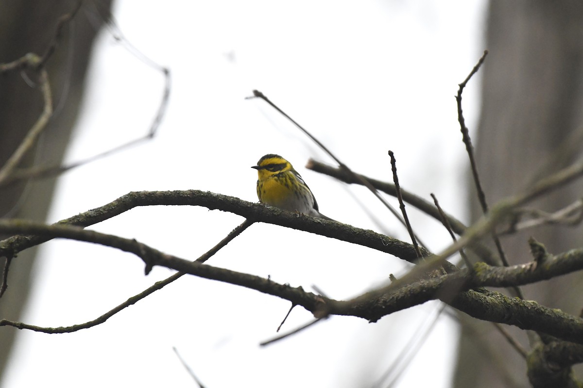 Townsend's Warbler - ML612685910