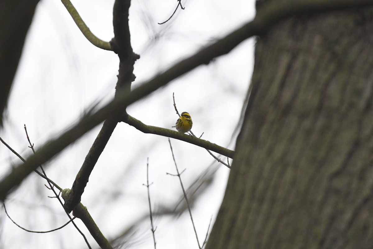 Townsend's Warbler - ML612685915