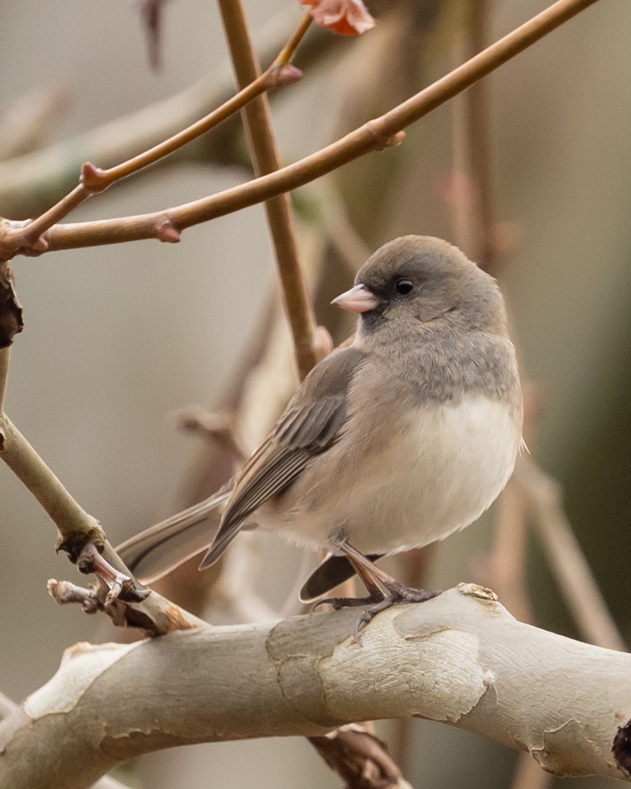 Dark-eyed Junco - Thomas Judd