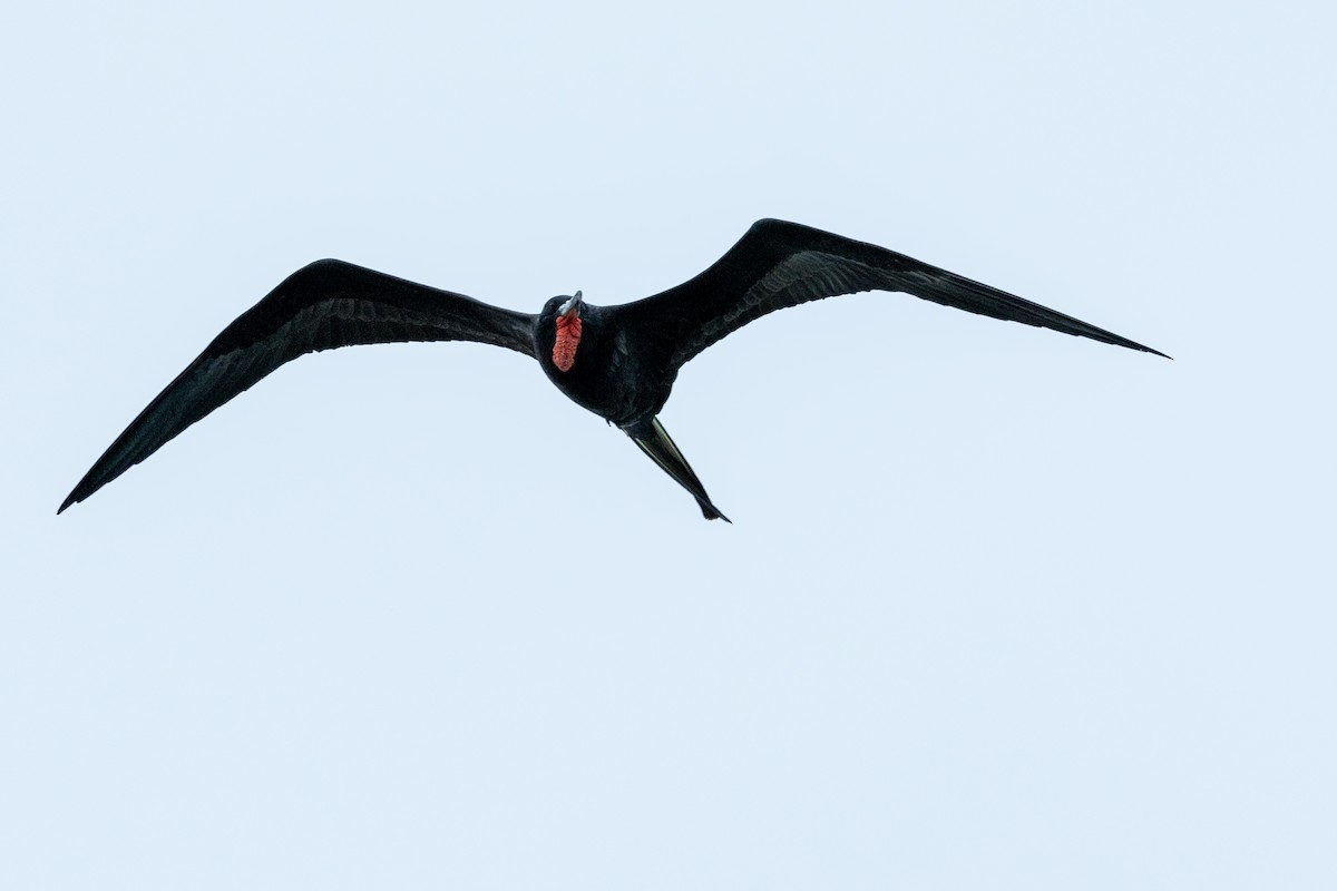 Magnificent Frigatebird - ML612685947