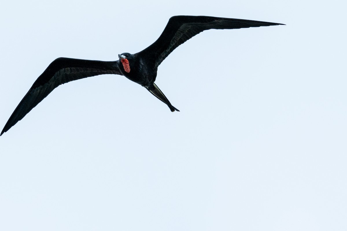 Magnificent Frigatebird - ML612685948