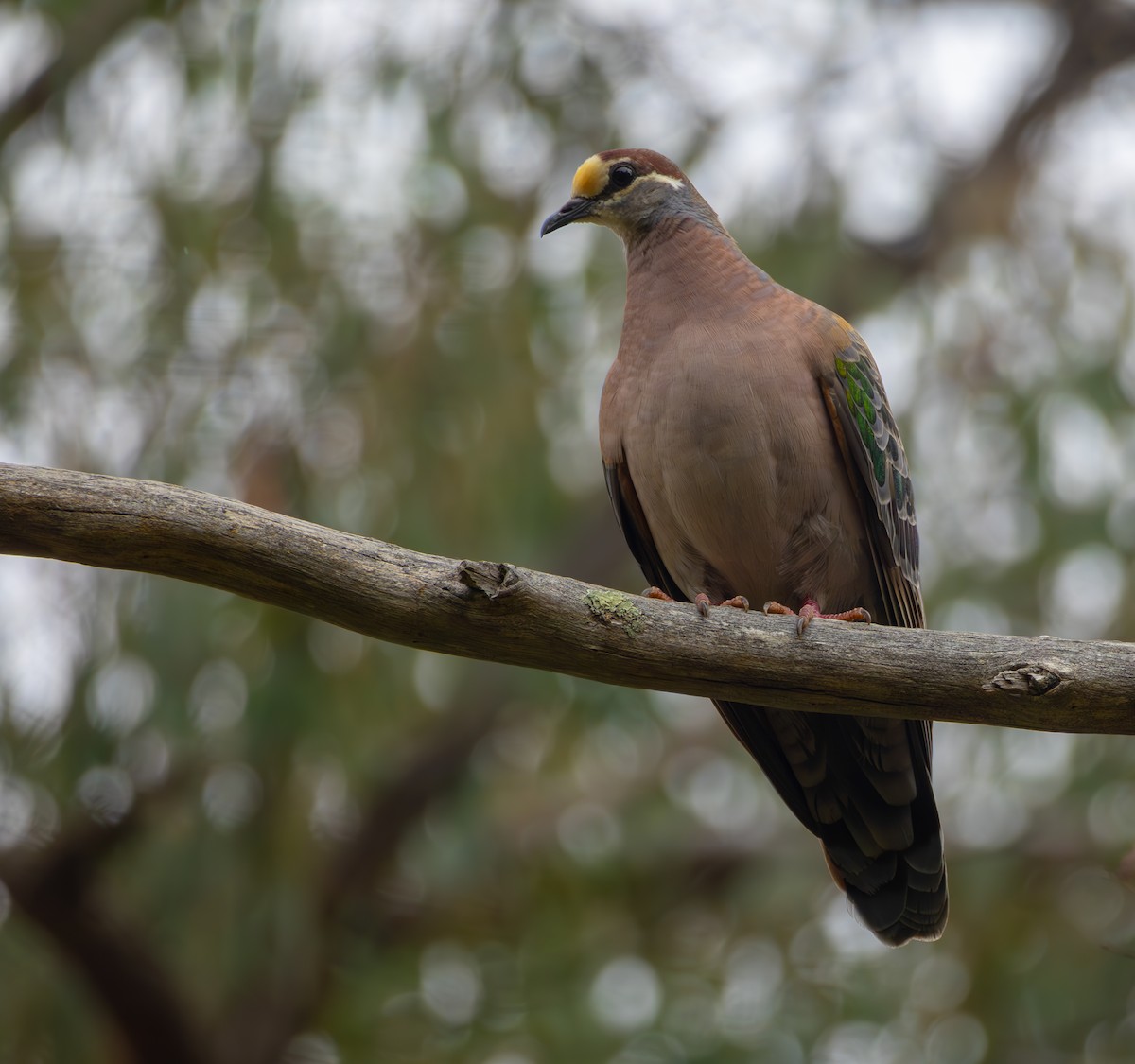 Common Bronzewing - Andrew Heap