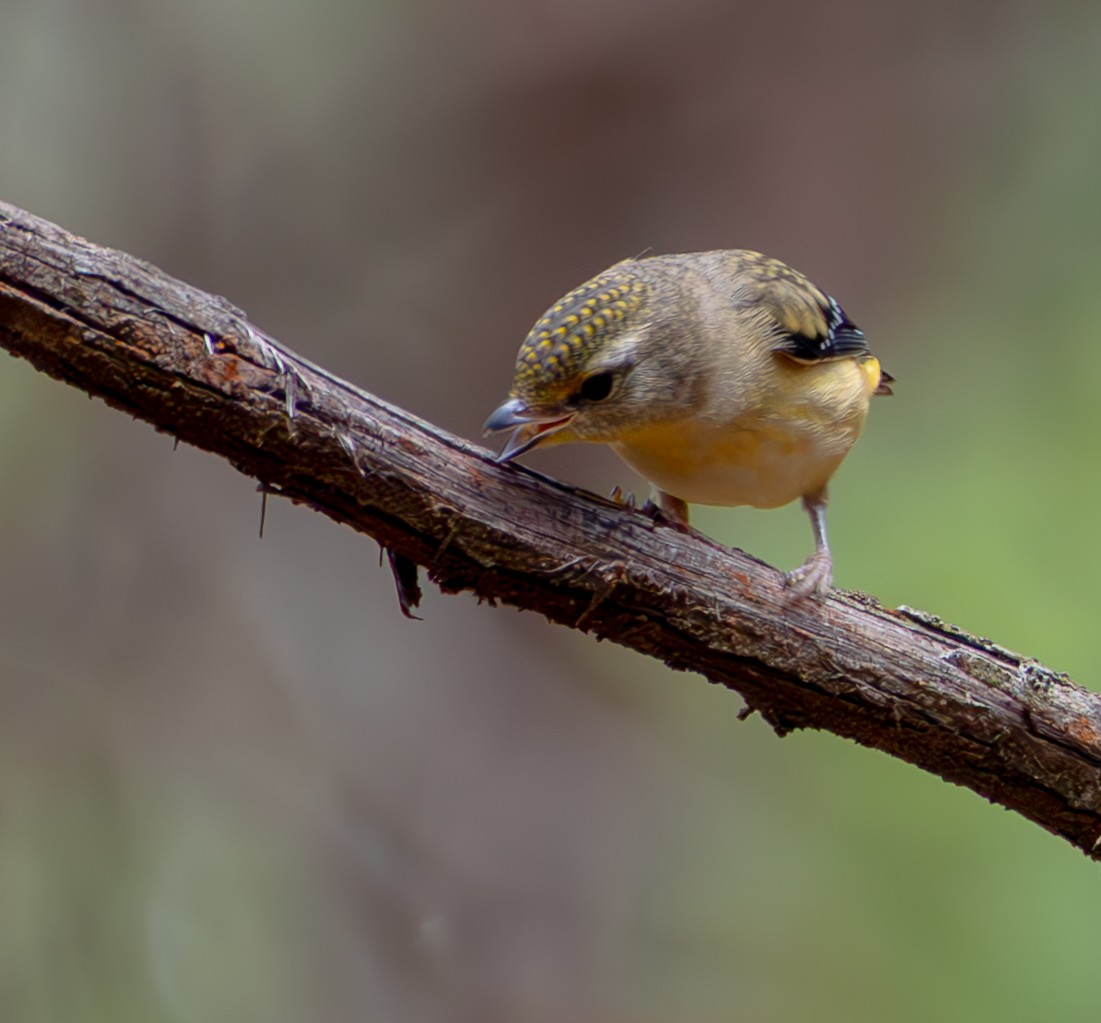 Spotted Pardalote - Andrew Heap