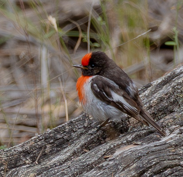 Red-capped Robin - Andrew Heap