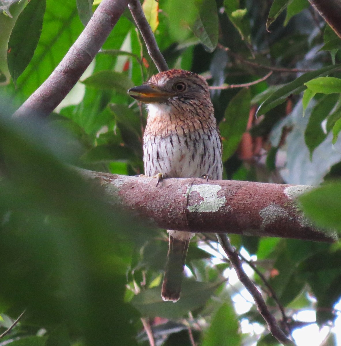 Western Striolated-Puffbird - ML612686164