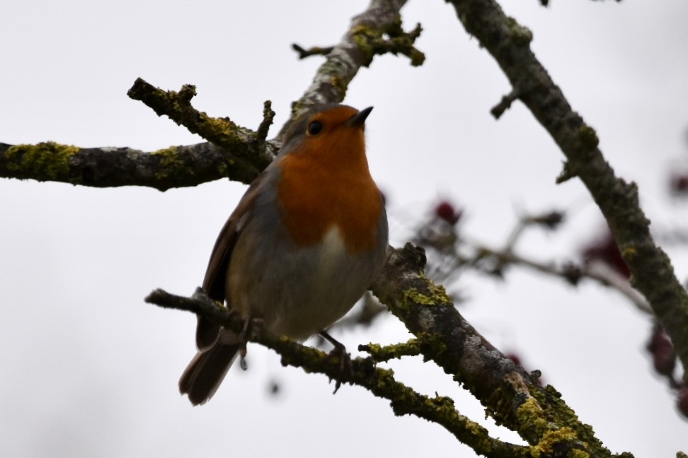 European Robin - Patrick Doran