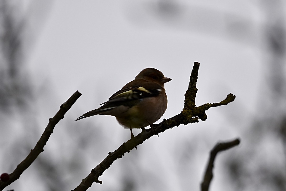 Common Chaffinch - ML612686197