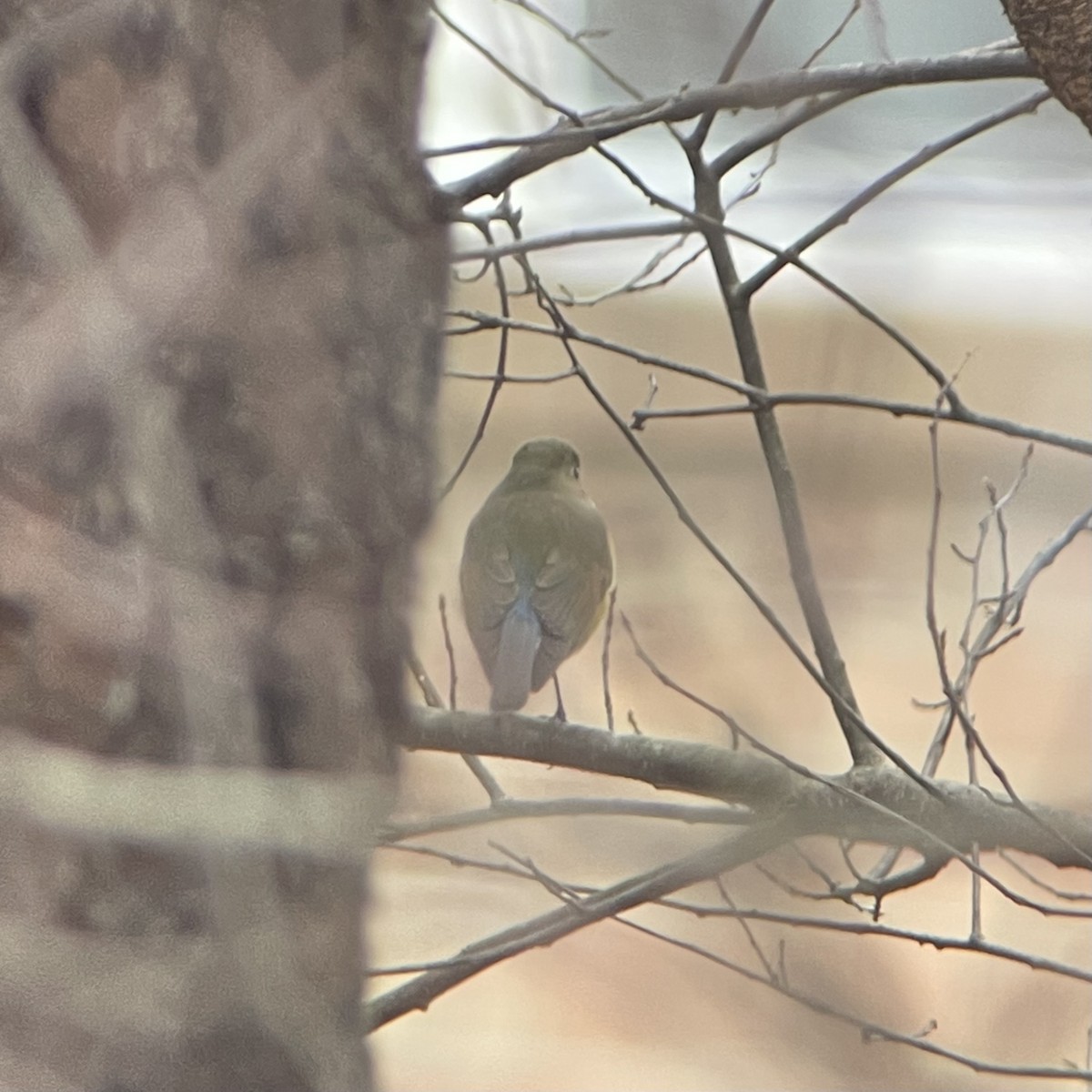 Red-flanked Bluetail - Joe Yuhas