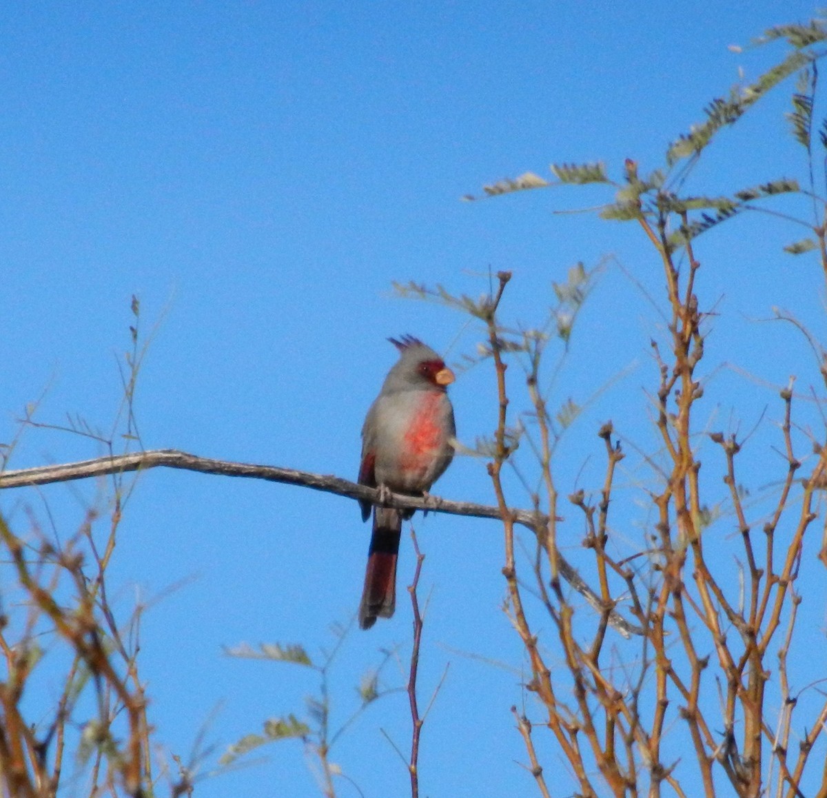 Cardinal pyrrhuloxia - ML612686245