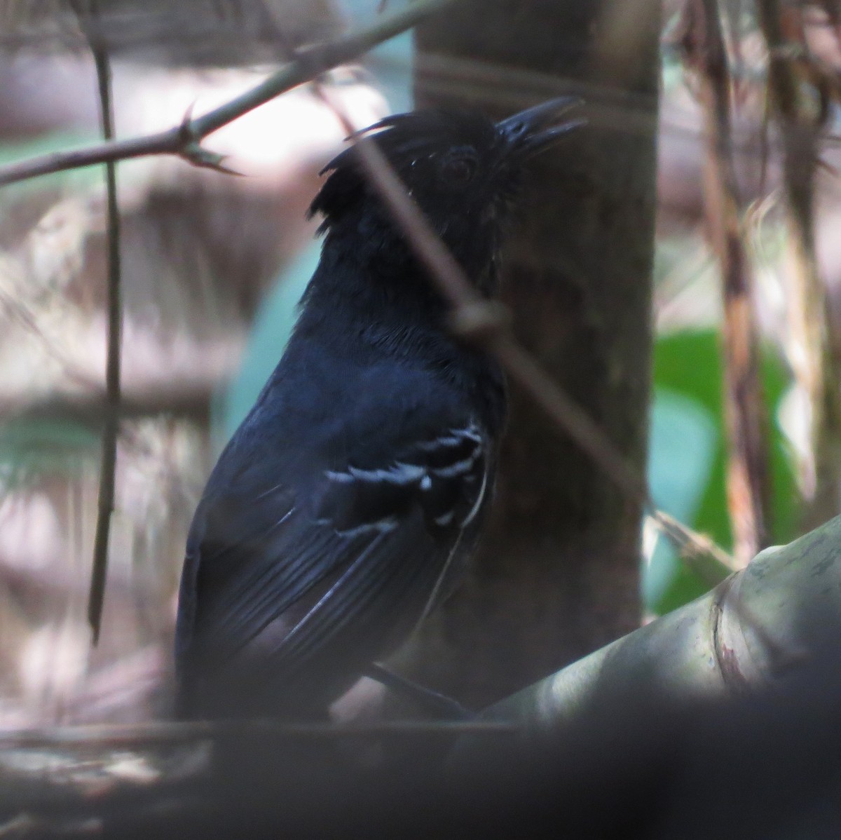 White-lined Antbird - Sasha Robinson