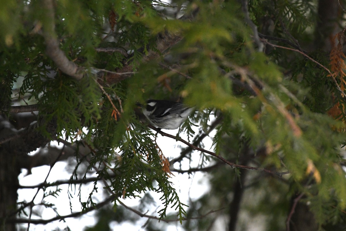 Black-throated Gray Warbler - Nick Kachala