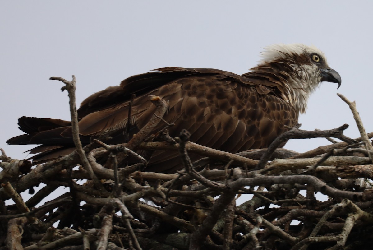 Osprey - ML612686392