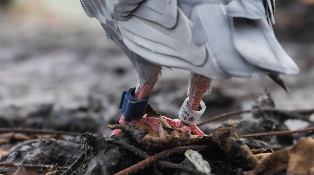 Rock Pigeon (Feral Pigeon) - ML612686399