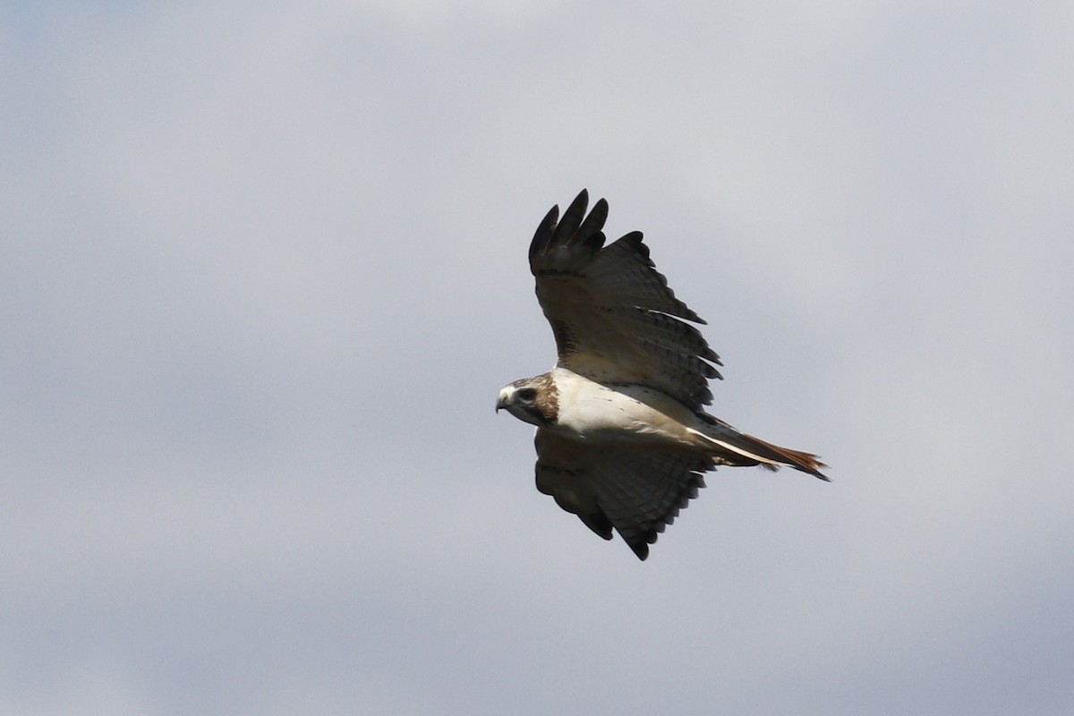 Red-tailed Hawk - ML612686413