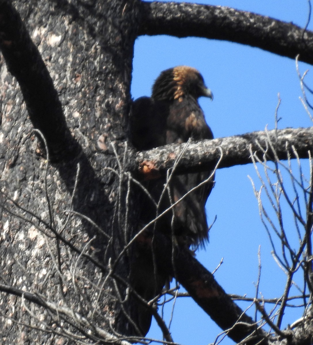 Golden Eagle - ML612686449