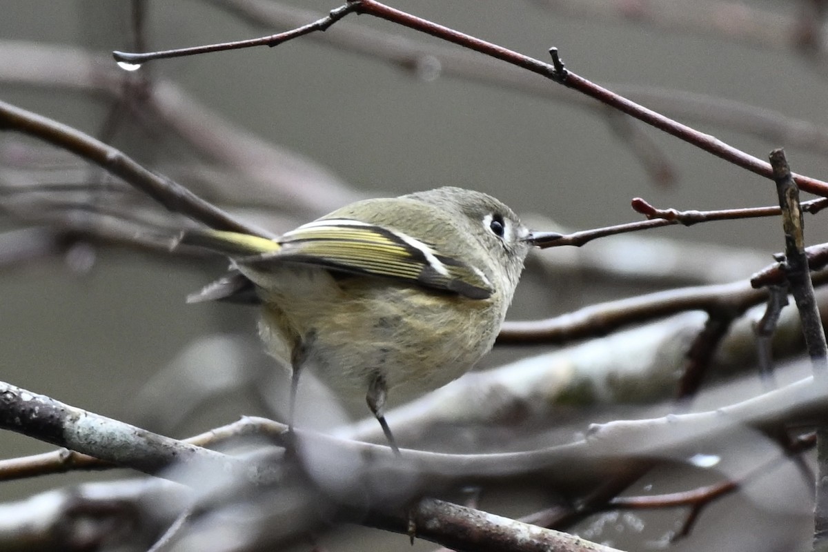 Ruby-crowned Kinglet - ML612686498