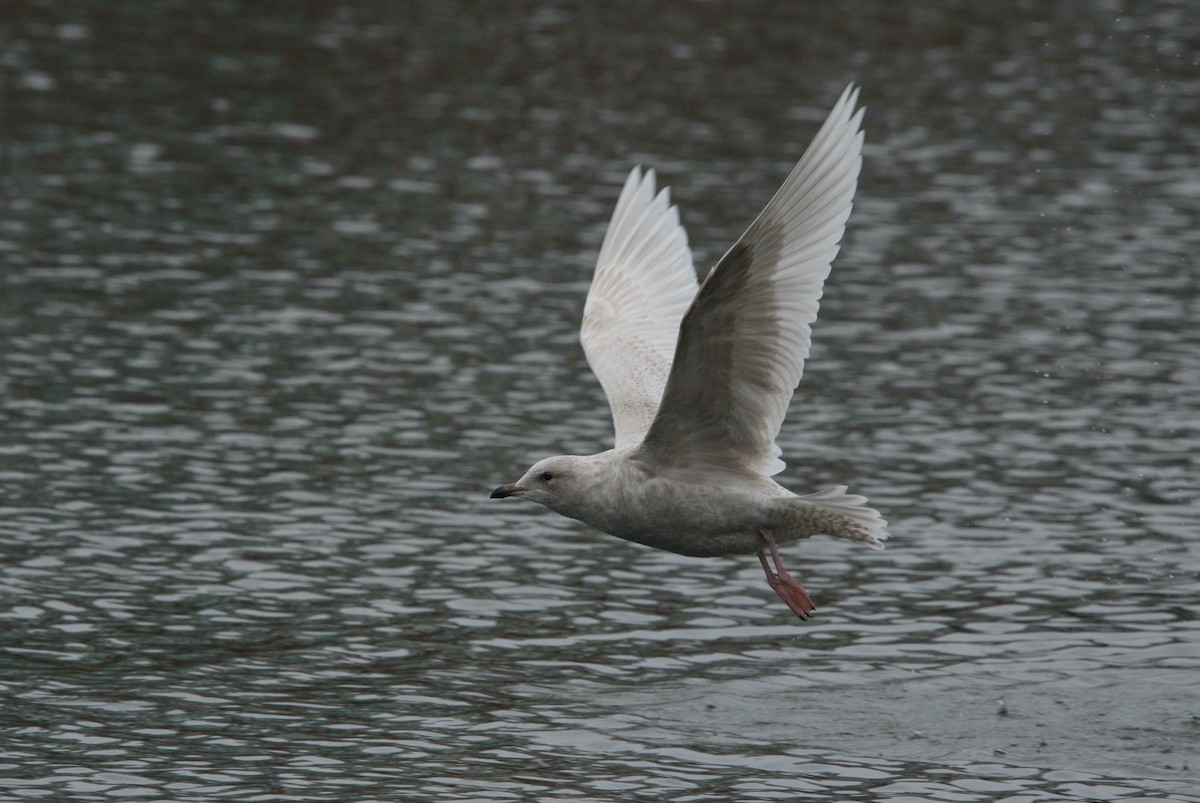 Iceland Gull (kumlieni) - ML612686557