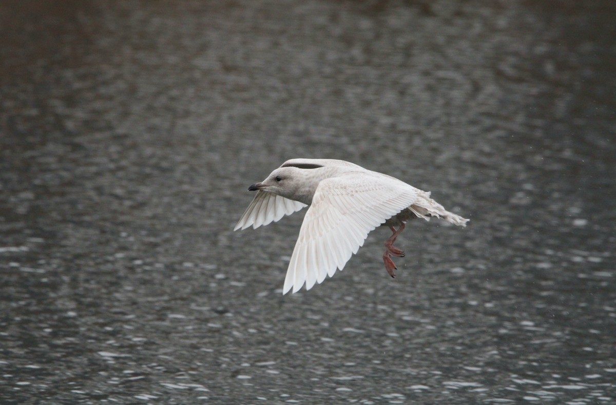 Iceland Gull (kumlieni) - ML612686558