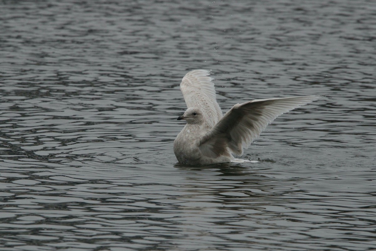 Iceland Gull (kumlieni) - ML612686559