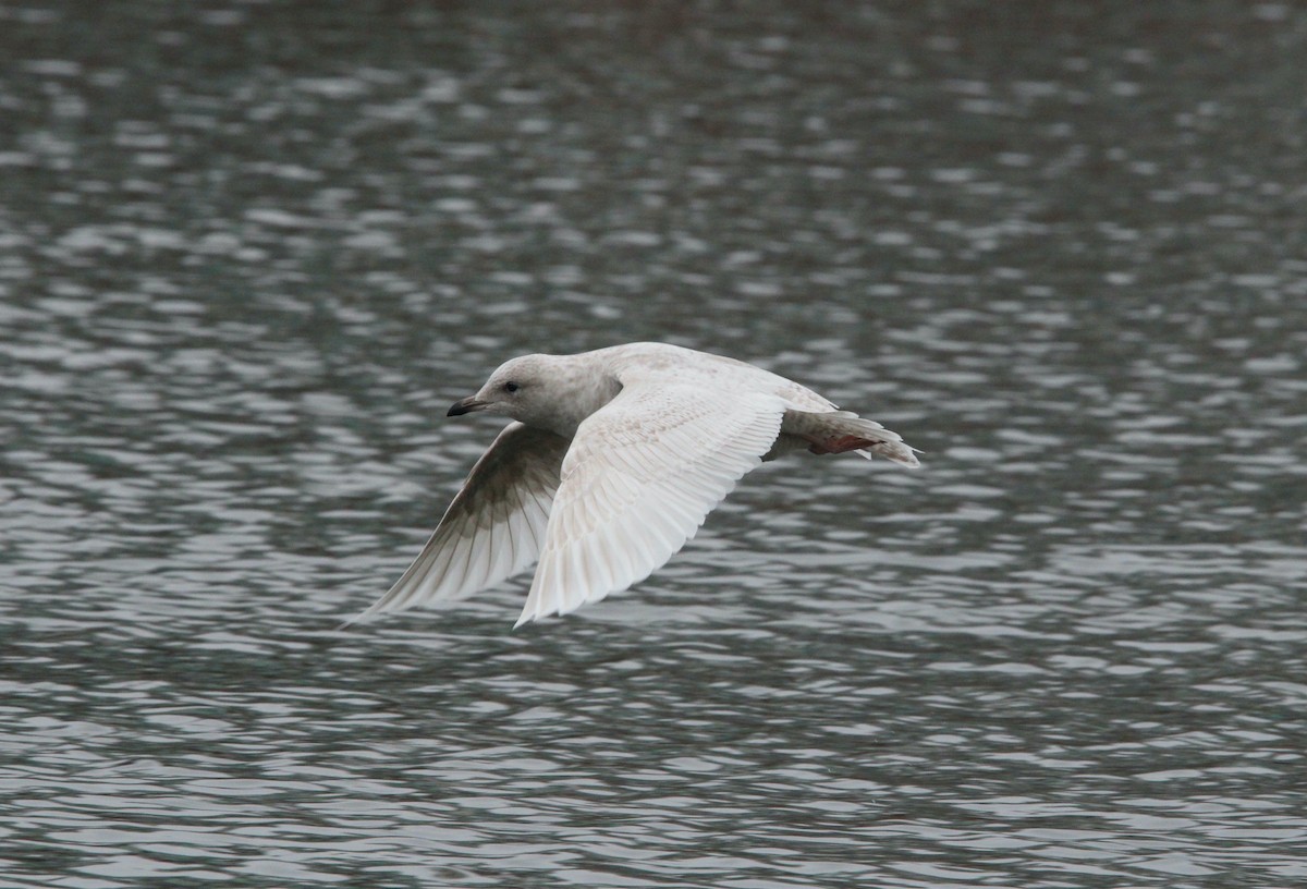 Iceland Gull (kumlieni) - ML612686560