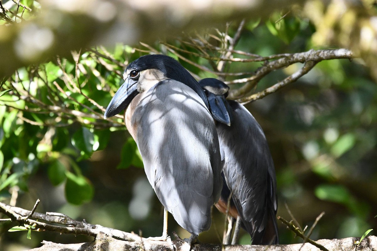 Boat-billed Heron - ML612686567