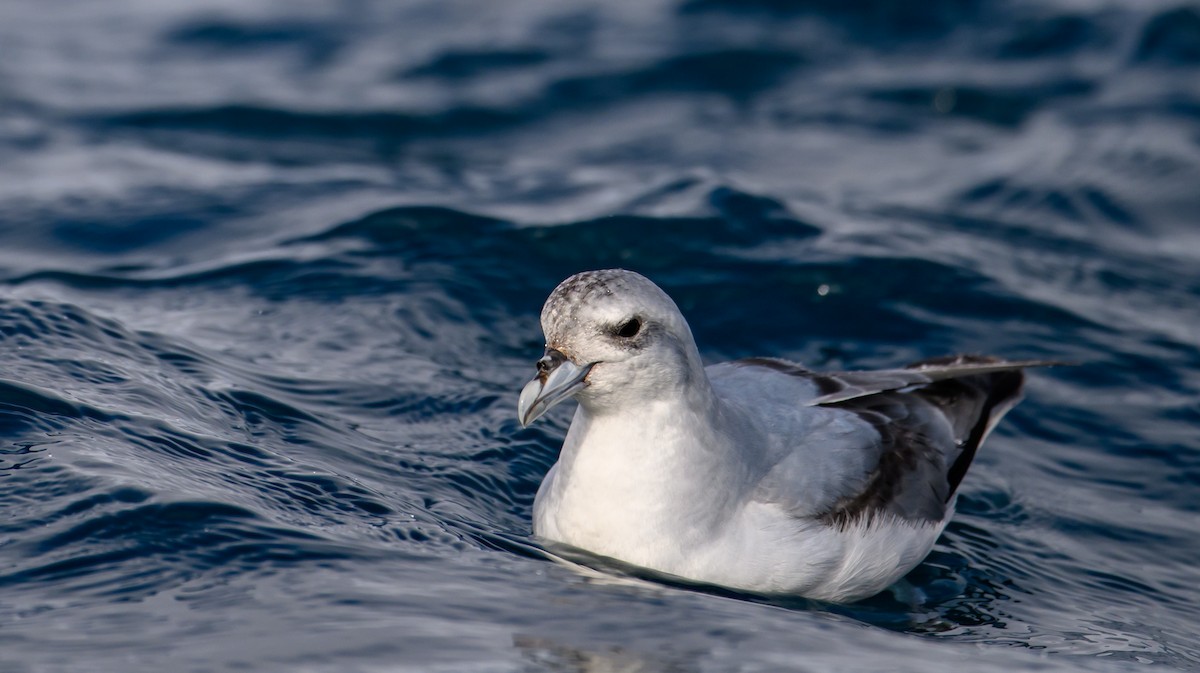 Fulmar Prion - Mark Lethlean