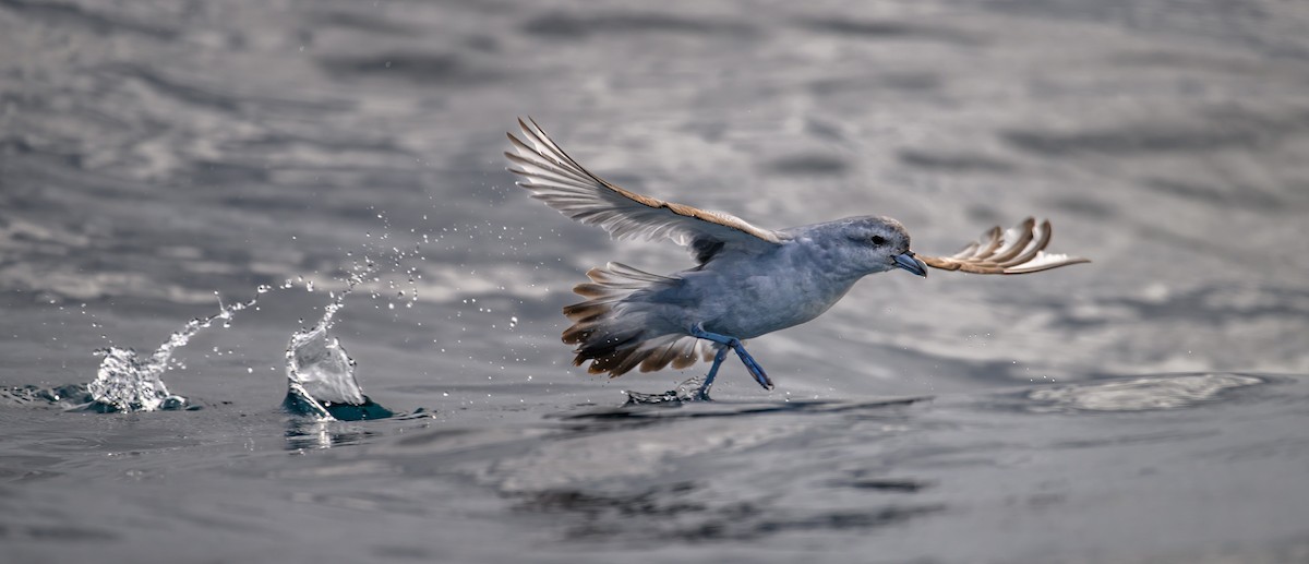 Fulmar Prion - Mark Lethlean