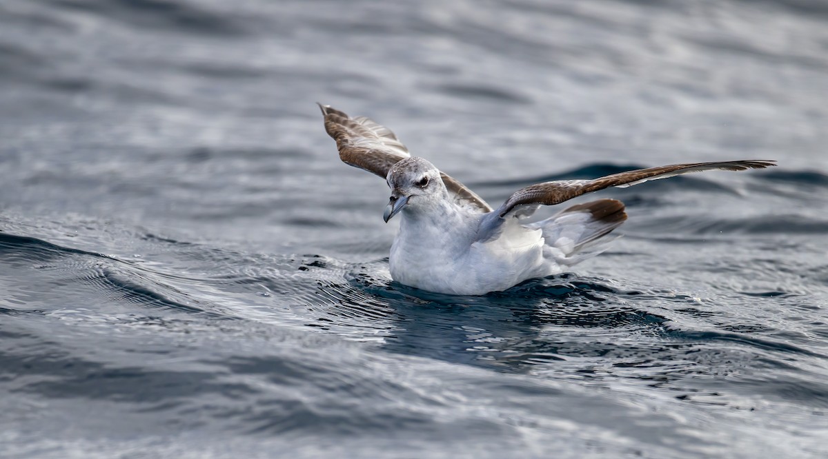 Fulmar Prion - Mark Lethlean