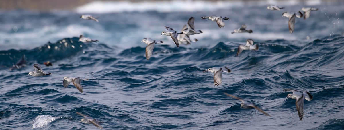 Fulmar Prion - Mark Lethlean