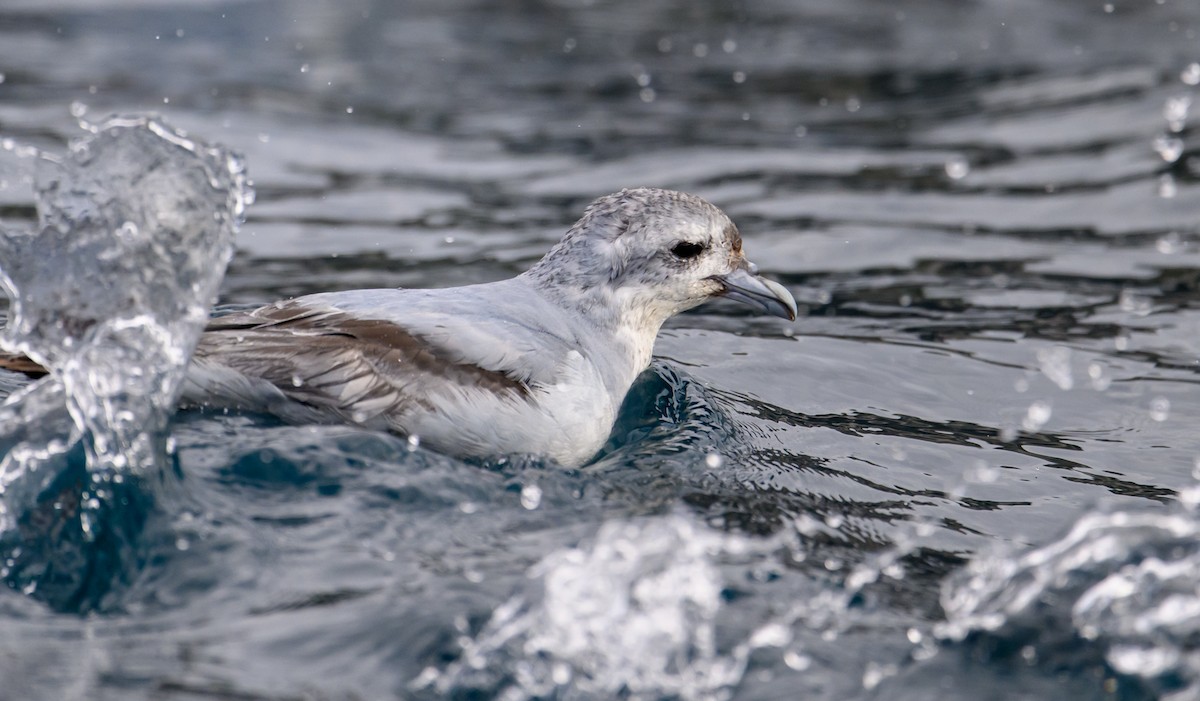 Fulmar Prion - Mark Lethlean