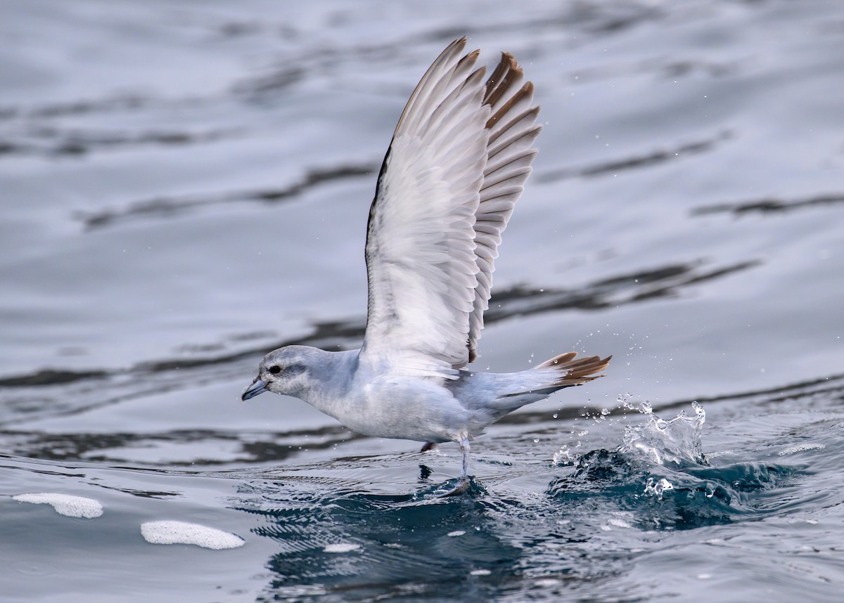 Fulmar Prion - Mark Lethlean