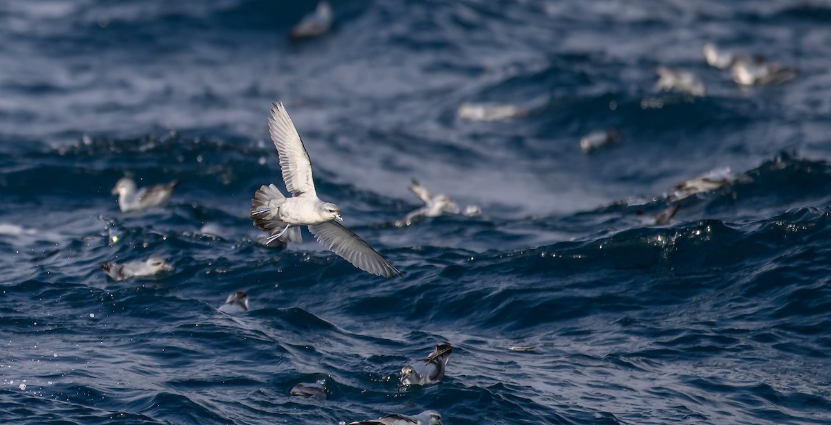 Fulmar Prion - Mark Lethlean