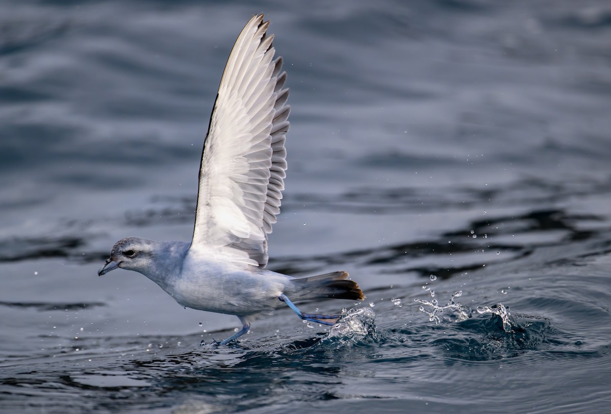 Fulmar Prion - Mark Lethlean