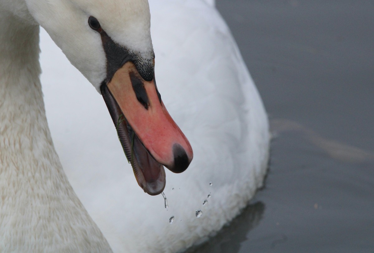 Cygne tuberculé - ML612686624