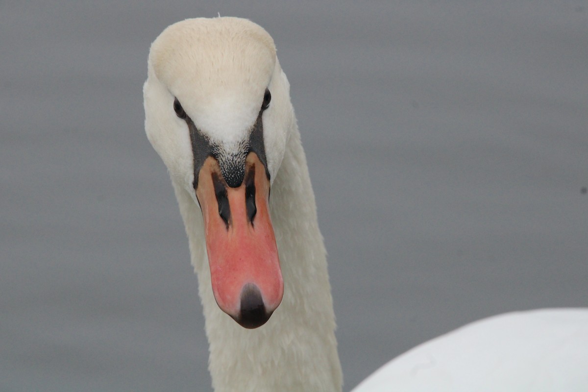 Cygne tuberculé - ML612686626